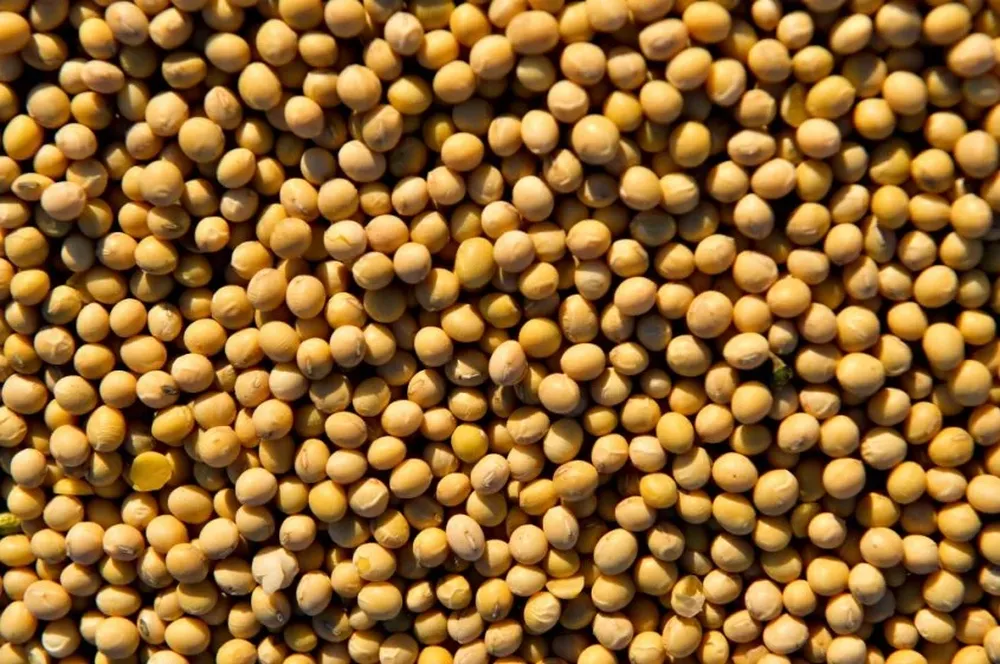 Un cargamento de soja está varado en el puerto de Santos