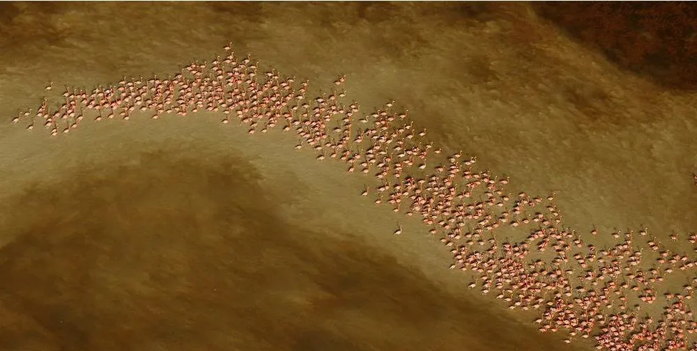 En el estuario de Celestún, en la Península de Yucatán, en México, miles de flamencos caribeños se reúnen cada invierno. El fotógrafo captó la imagen con lentes estabilizadores, desde la puerta de un avión