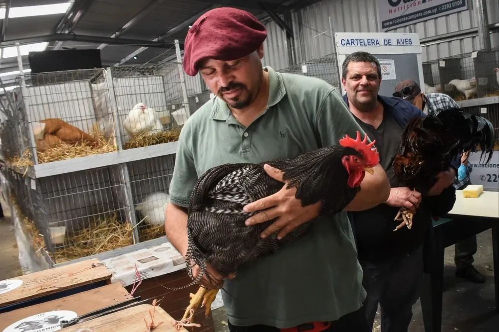 Aves rumbo al control veterinario.