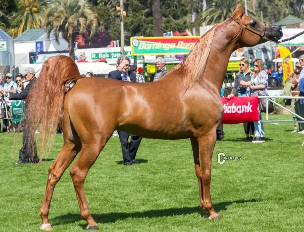 Kandinsky, reproductor de Haras Doña Cecilia, fue el Mejor Macho de la raza Árabe en Uruguay en 2016