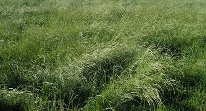 El Observador | 1567012693597.webp