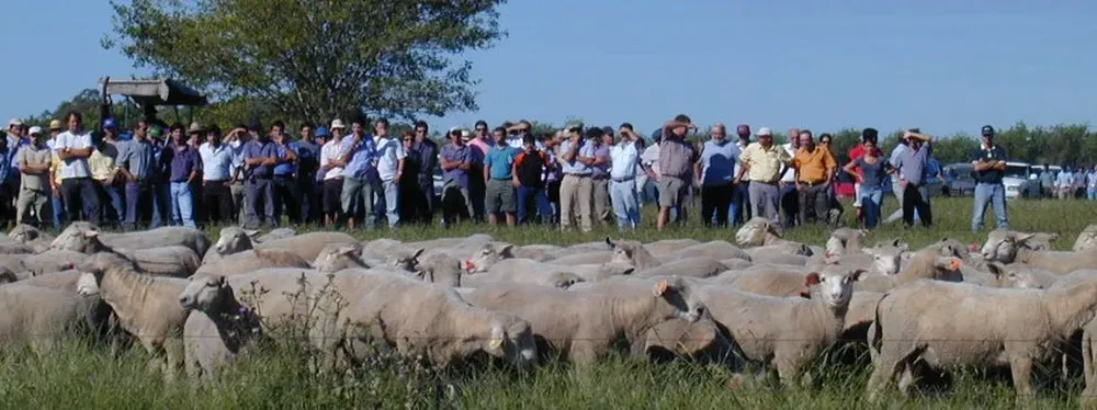 Corderos esquilados próximos a su venta con 5,5 meses y 52 kilos promedio