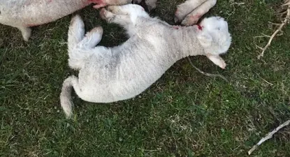 Los perros mataron nueve corderos que tenían 20 días de vida aproximadamente.