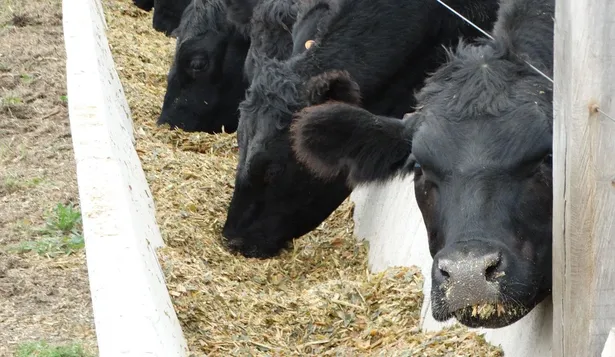 “Invertir en ganado”: la promoción agropecuaria que el BCU mandó frenar