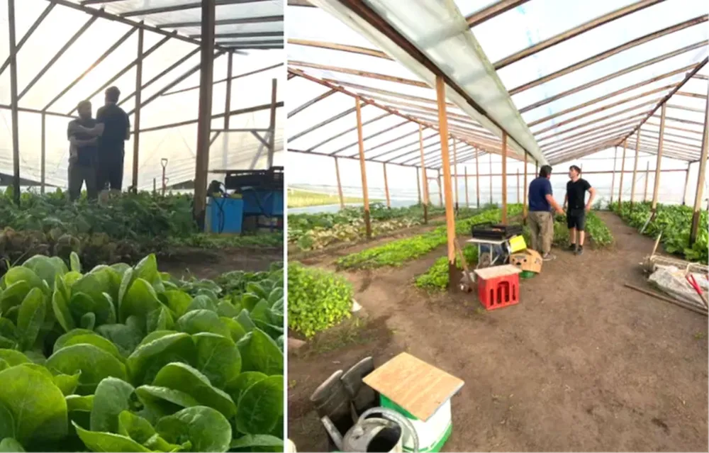 Castelli: uUn intendente K promocionó verduras orgánicas, pero se olvidó de esconder el glifosato