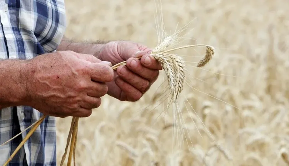 Entre 2003 y 2013 la productividad del trigo aumentó 1,52%
