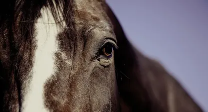 Equinos: un negocio con las botas puestas