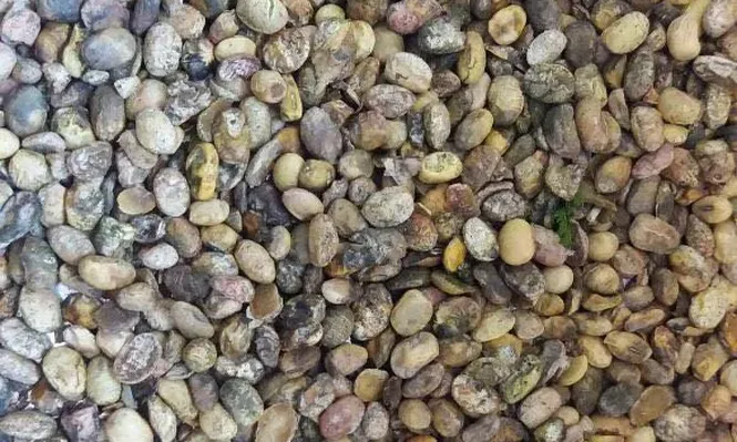 Se cosecharon sojas hasta con 95% de granos dañados