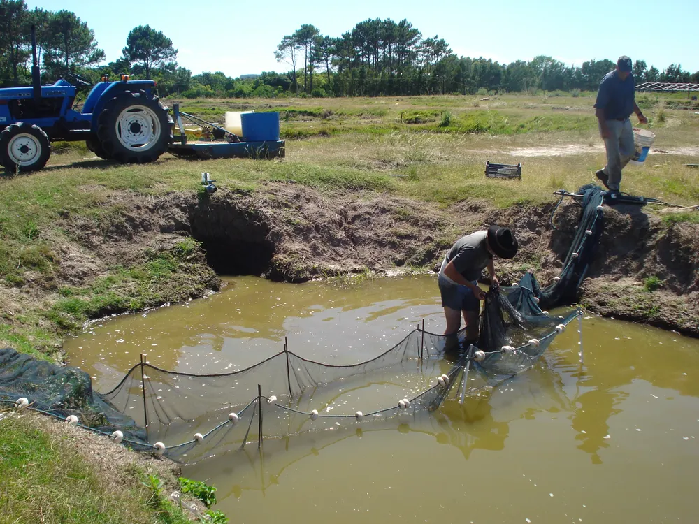 Cosecha de juveniles de Bagre Negro en la granja acuícola Punta Negra en Maldonado
