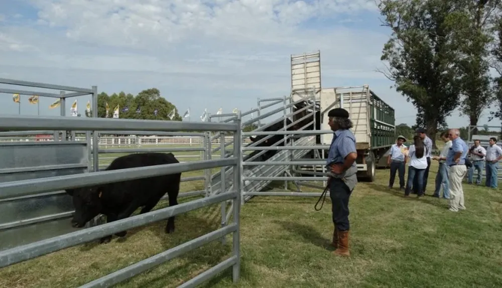 Llegada de los novillos Angus al predio de Melilla