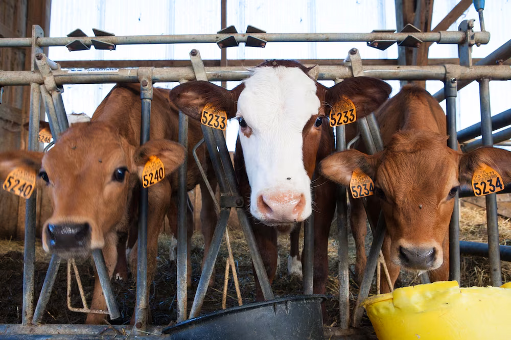 Imagen de archivo de tres vacas en una explotación ganadera.&nbsp;