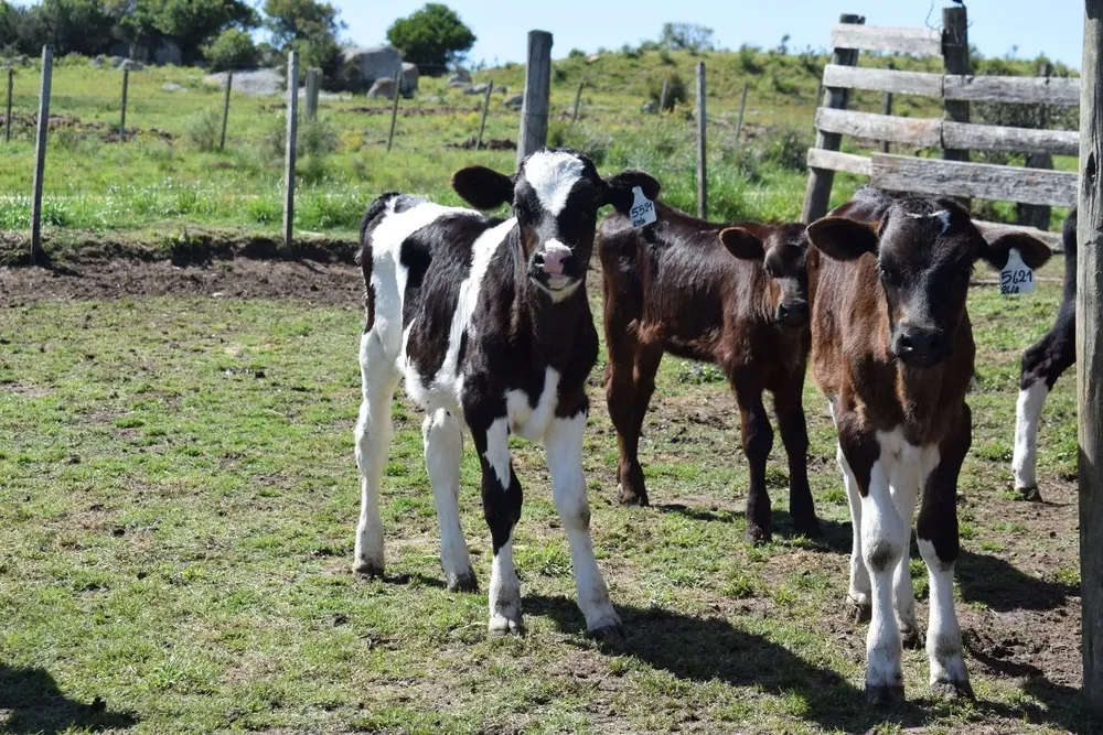 El miércoles habrá una reunión para definir cuándo se pondrá en marcha el hotel para terneros.