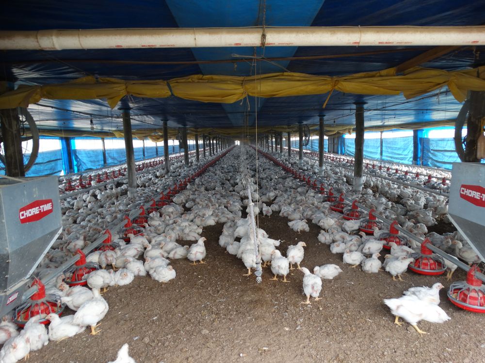 Ola de calor: la mortandad de pollos fue baja e influyó el descenso de temperatura que hubo desde la madrugada de este martes.