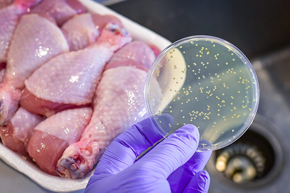 Alerta sobre bacterias en pollo
