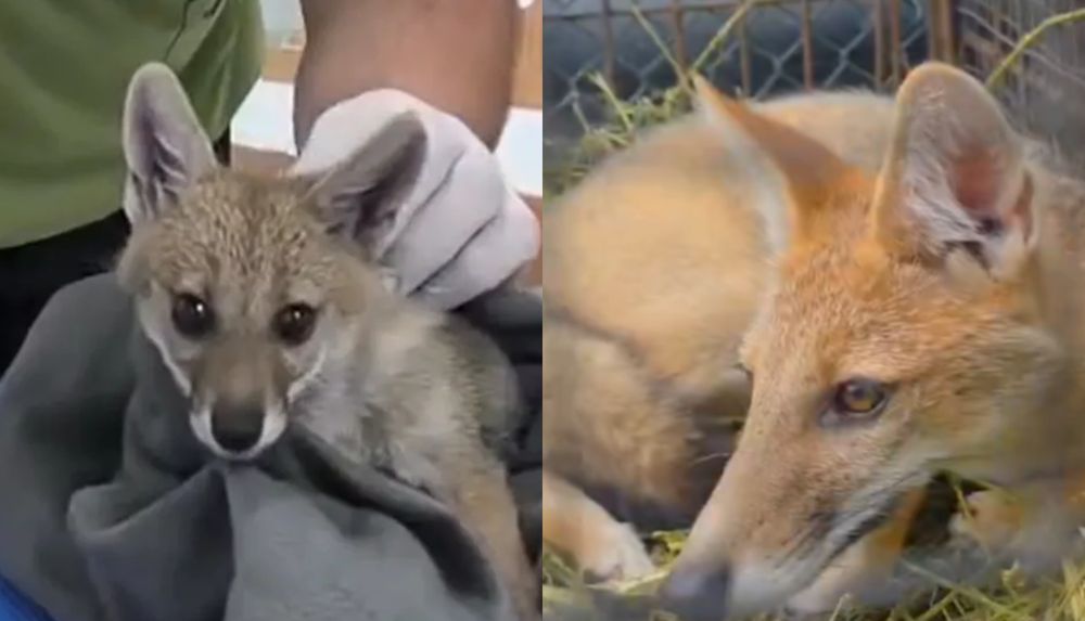 El antes y después de la cachorra de zorro gris rescatada y liberada por Alternatus&nbsp;