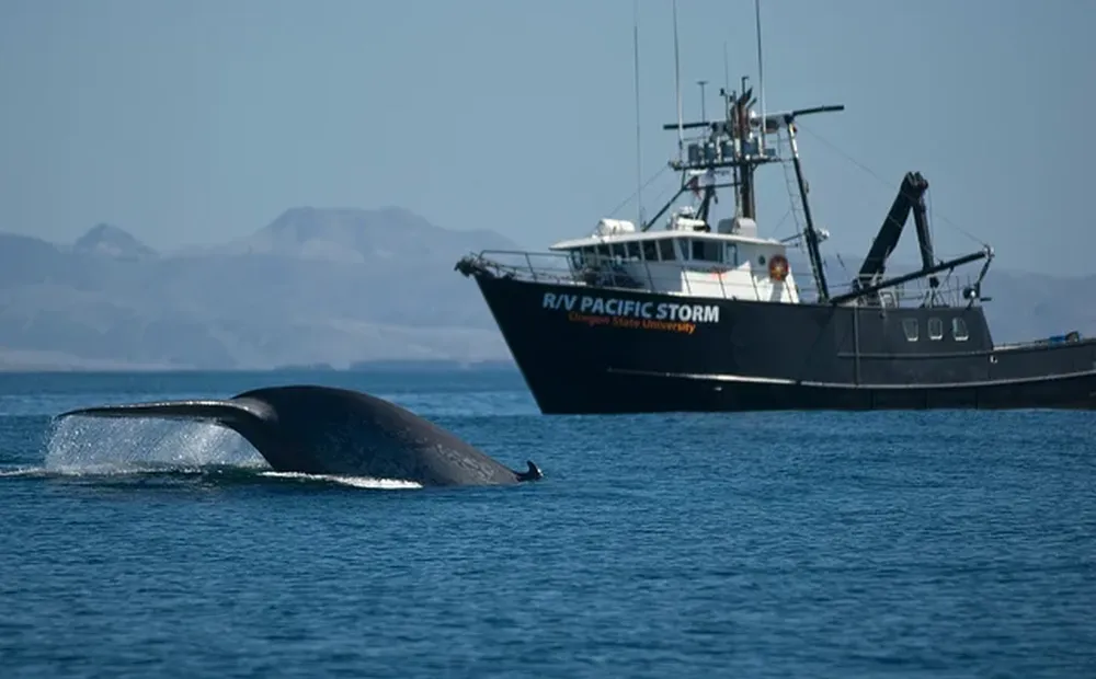 Un barco de la Universidad de Oregon marca ballenas en la costa de California