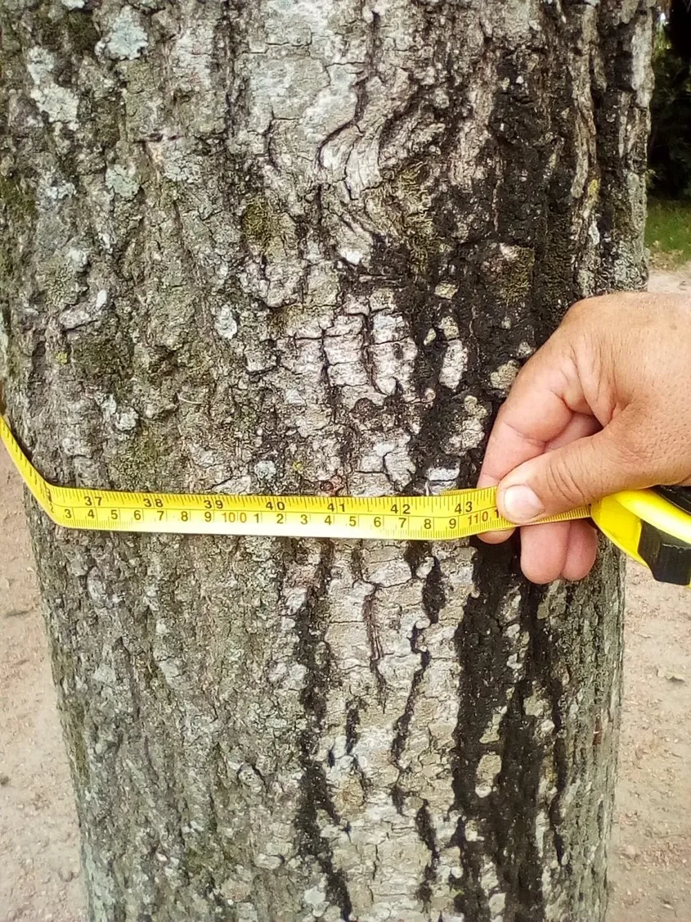 Robles con un diámetro destacado en montes sin riego y sobre suelos pobres.