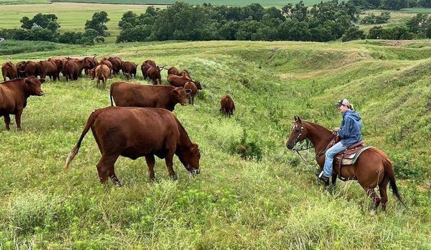 La ganadera Yvette Mannon ya lidiaba con los efectos de un devastador incendio forestal y el aumento del precio del combustible antes de que Estados Unidos anunciara nuevas importaciones de carne de res extranjera.