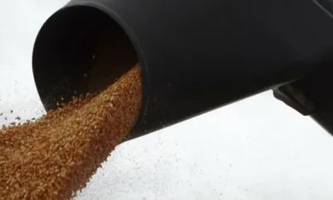 El maíz paraguayo invade el país para darle de comer al ganado