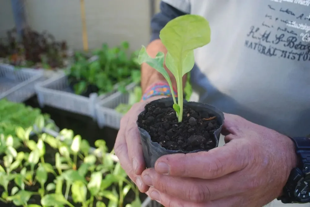 Expertos recomendaron plantar hortalizas de hoja en verano.