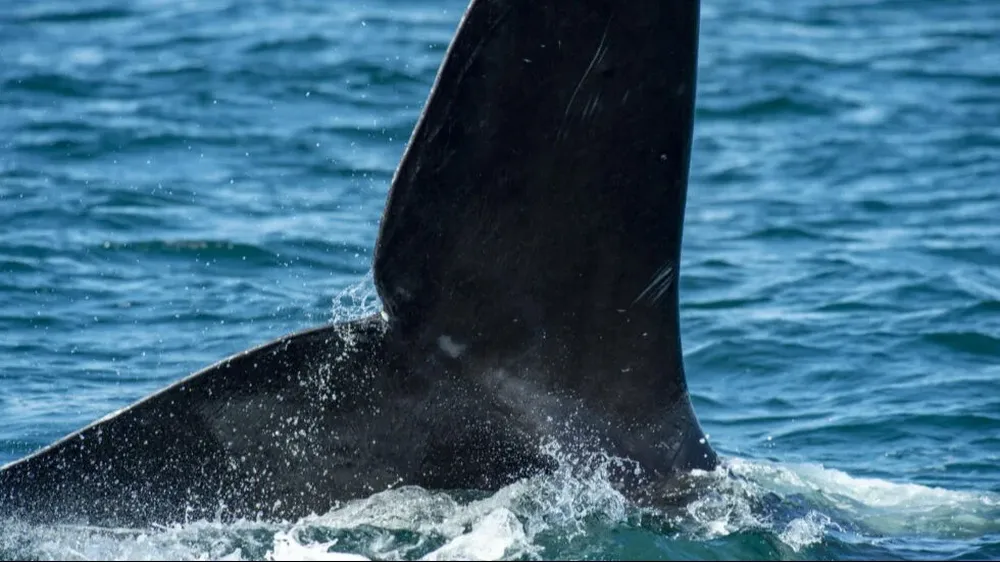Las ballenas mueren al chocar con los barcos o, por ejemplo, al toparse con sus hélices, lo que les provoca lesiones mortales.