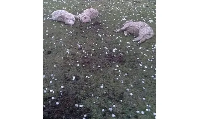 Ovinos muertos tras el temporal de este lunes en Cerro Chato