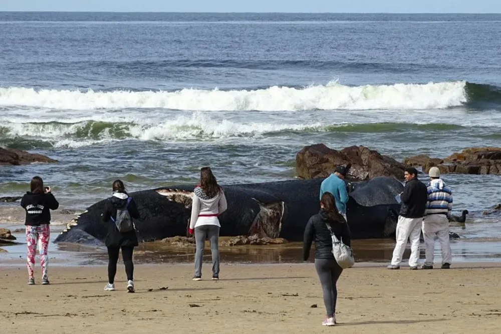 El encargado de Gestión Costera de la Intendencia de Maldonado Pablo Núñez (derecha) y Alberto Cardoso, de la Dirección de Higiene, definen el lugar dónde enterrar al ejemplar de ballena franca