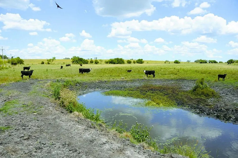 Ahora la producción lechera enfrenta la escasez de precipitaciones.