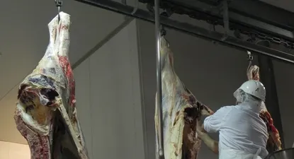 La faena vacuna sufrió un notorio desacelere en setiembre.