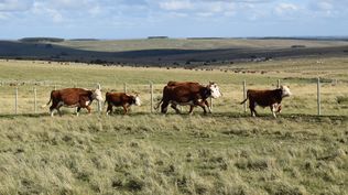 Campo natural, en este caso en Lavalleja, herramienta clave para muchos productores y comunidades en todo el país.