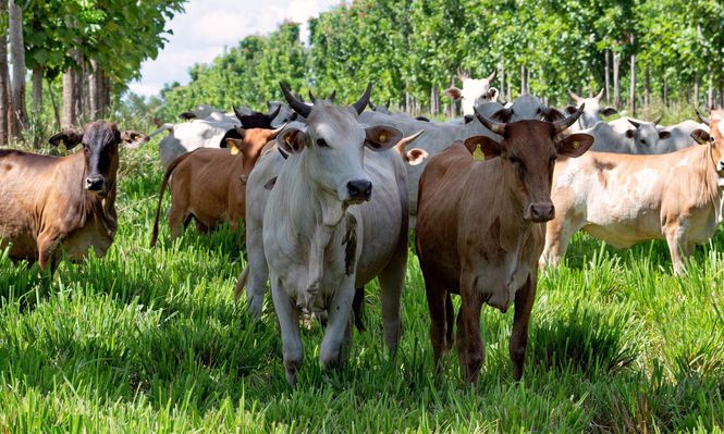 La "supervaca" cebú fue mejorada genéticamente en Brasil hasta alcanzar su mejor condición.