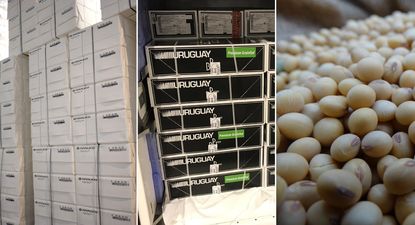 Celulosa, carne vacuna y soja, el podio en lo que va de 2024.