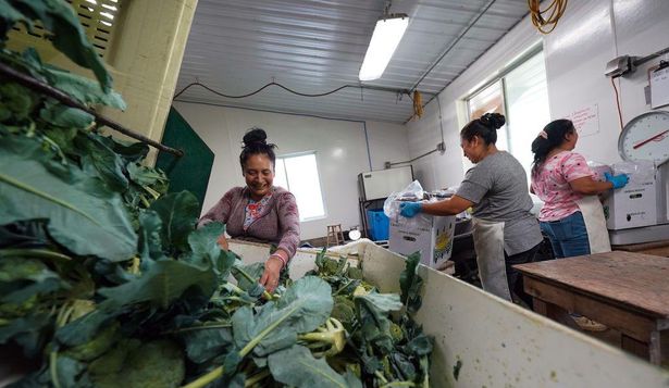 Los trabajadores agrícolas en EE.UU. ganan el sueldo mínimo o incluso menos.