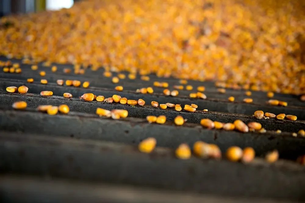 Mercado de granos al ritmo de la medida de Milei.