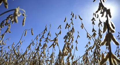 Liag Argentina tiene en la vecina orilla 64 mil hectáreas.