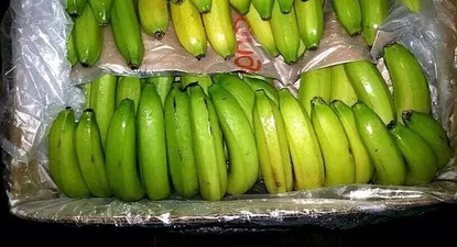La agencia rusa para la supervisión fitosanitaria de los alimentos prohibió a principios de febrero la importación de bananas de cinco empresas ecuatorianas.