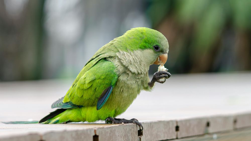 Cotorras, un ave plaga en Uruguay.