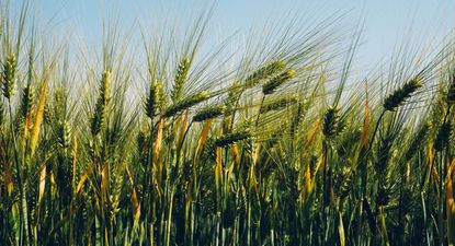 INIA, cuando los trigos están casi prontos para ser cosechados, trasladó recomendaciones para evitar problemas en la calidad del producto.