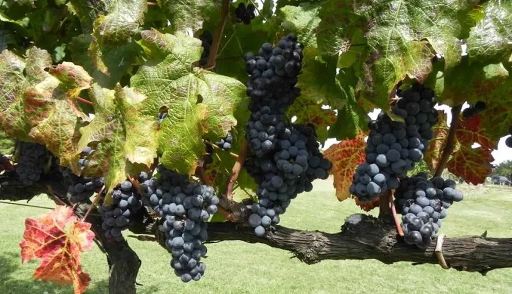 En Uruguay hay 1.100 viticultores