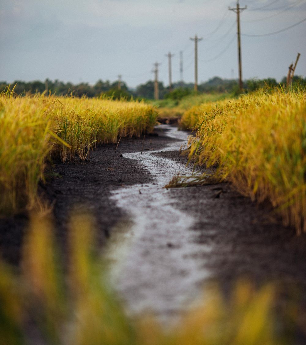 Arroz: una cosecha excelente en volumen y calidad, con el desafío de vender el grano lo mejor que se pueda.