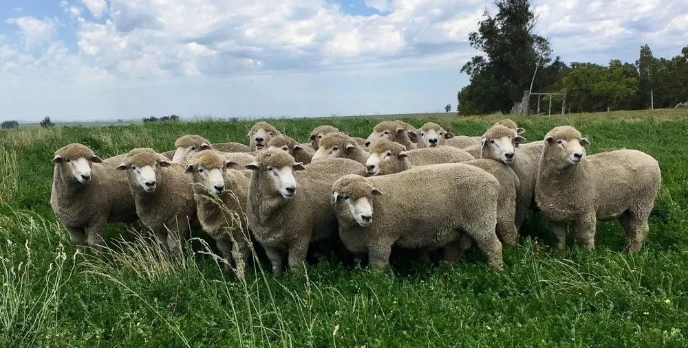En todas las oportunidades la familia ofrece ejemplares de punta.