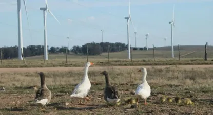 Parque eólico de UTE repartirá US$ 4 millones entre sus accionistas