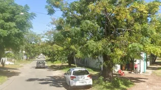 Rosario: un hombre se acercó a un árbol para orinar y murió tras haber sido picado por más de 150 abejas