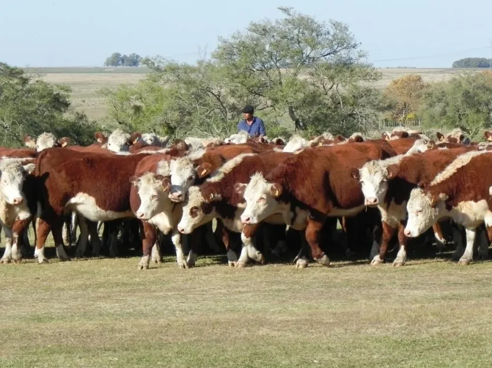 Productores ganaderos.