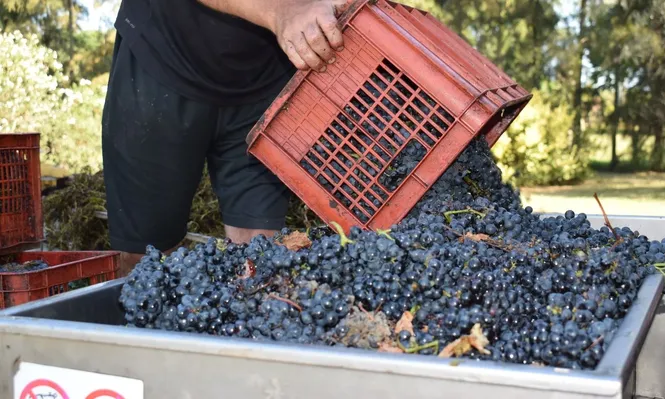 Viticultores: llegó otra vendimia y no han podido vender el vino del año pasado.