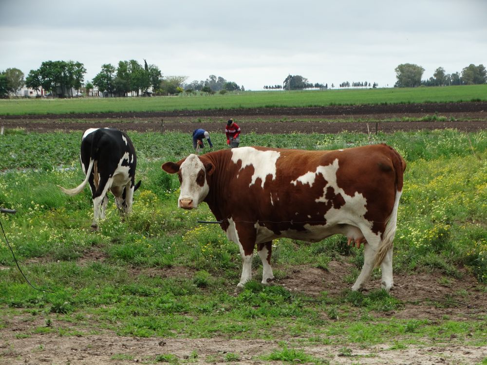 Colonización: los beneficiados son integrantes de familias que tienen sistemas productivos en diversos segmentos del agro.