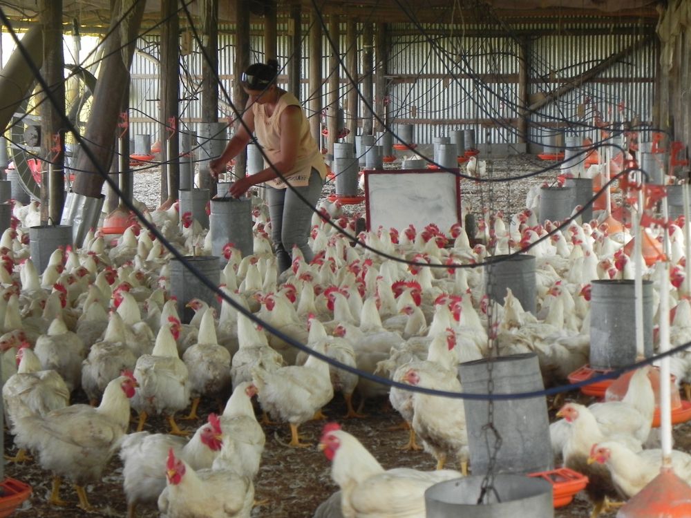 Gripe aviar: el MGAP trasladó recomendaciones no solo a los productores avícolas, también al resto de la población.