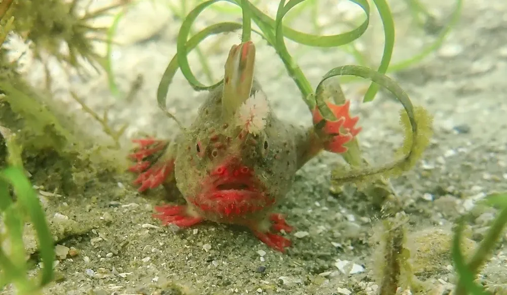 Ejemplar del pez mano.