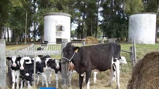 Producción de leche, un sector particularmente afectado por la sequía de 2022 y 2023.