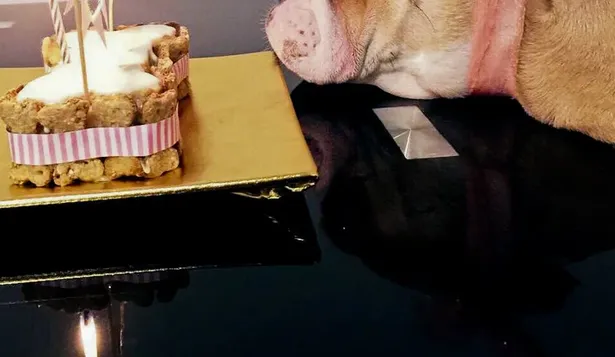 Las mascotas mimadas mueven millones en Uruguay